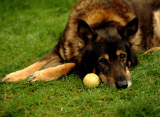 Lewis Collard [Attribution], via Wikimedia Commons