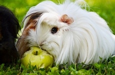 Le cochon d'Inde CC0 Creative Commons via Pixabay