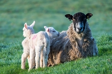 CC0 Creative Commons via Pixabay