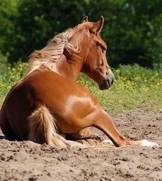 CC0 Creative Commons via Pixabay