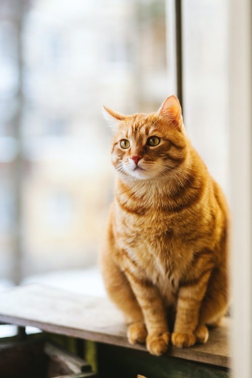 Chat surpoids